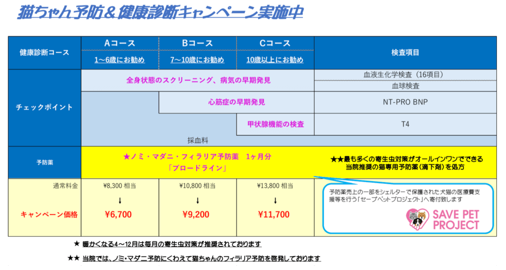 21年 猫ちゃんの健康診断キャンペーンのお知らせ たかどうぶつ病院